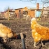 Związek krajowy: 11 faktów, które musisz wiedzieć przed rozpoczęciem kurczaków